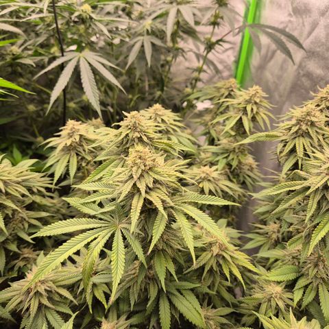 WTF- Königin Mimosa evo 👑👑👑 (65-70bt) growlog timeline photo