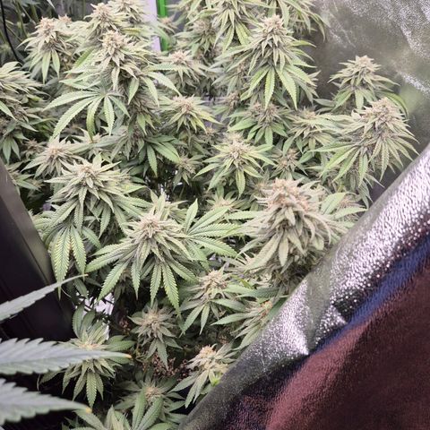 WTF- Königin Mimosa evo 👑👑👑 (65-70bt) growlog timeline photo