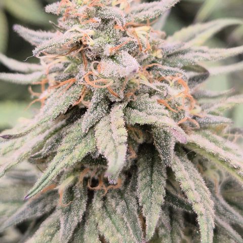 WTF- Königin Mimosa evo 👑👑👑 (65-70bt) growlog timeline photo