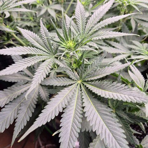Tangerine dream 🌴 (60-65bt)  growlog timeline photo