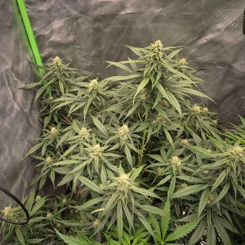 LSD auto (63-70 Tage ab Keimung) growlog timeline photo