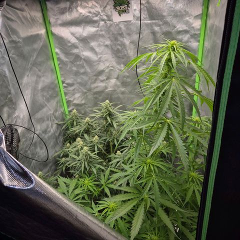 LSD auto (63-70 Tage ab Keimung) growlog timeline photo