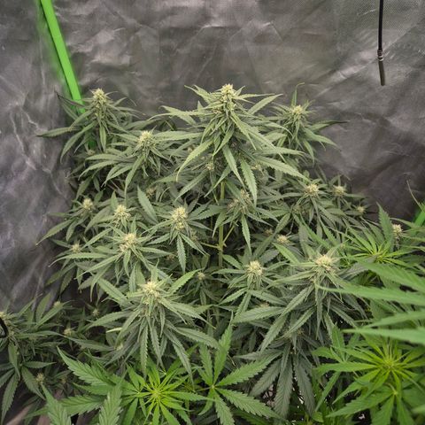 LSD auto (63-70 Tage ab Keimung) growlog timeline photo
