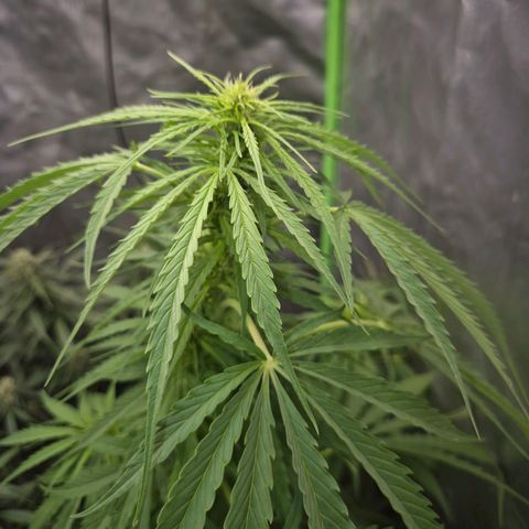 💚CHOCOLOPE 🍫 ☕️auto (56-63 BT) growlog timeline photo