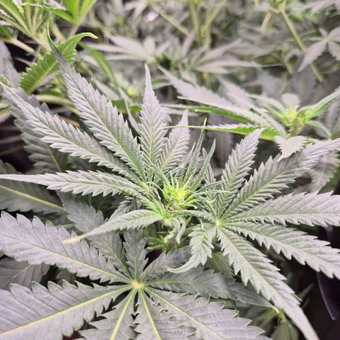 Tangerine dream 🌴 (60-65bt)  growlog timeline photo