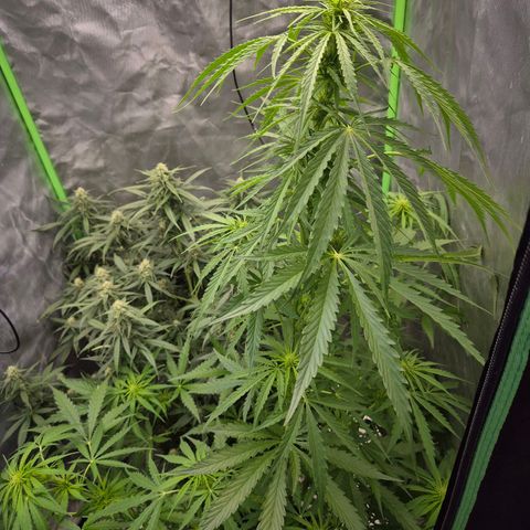 💚CHOCOLOPE 🍫 ☕️auto (56-63 BT) growlog timeline photo