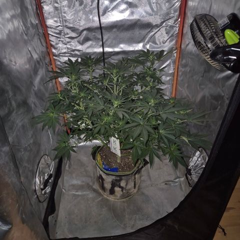Tangerine dream 🌴 (60-65bt)  growlog timeline photo
