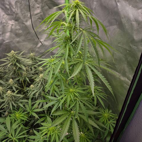 💚CHOCOLOPE 🍫 ☕️auto (56-63 BT) growlog timeline photo