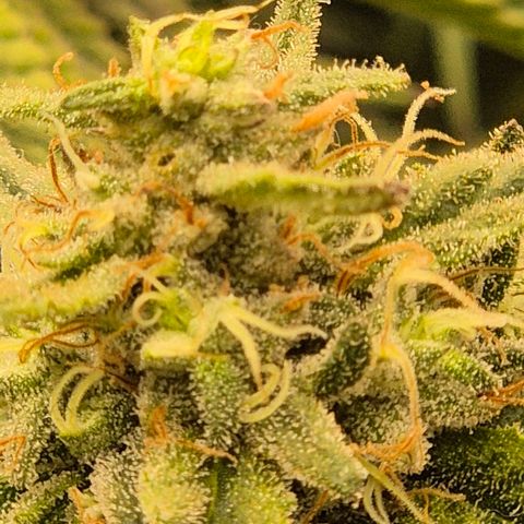WTF- Königin Mimosa evo 👑👑👑 (65-70bt) growlog timeline photo