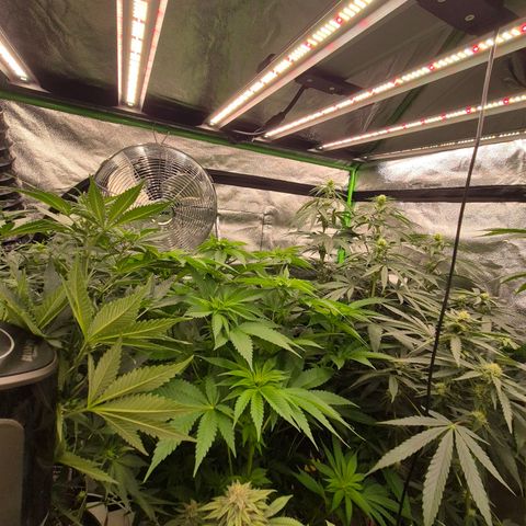 💚Bubba kush 🦝 (56-63 BT) growlog timeline photo