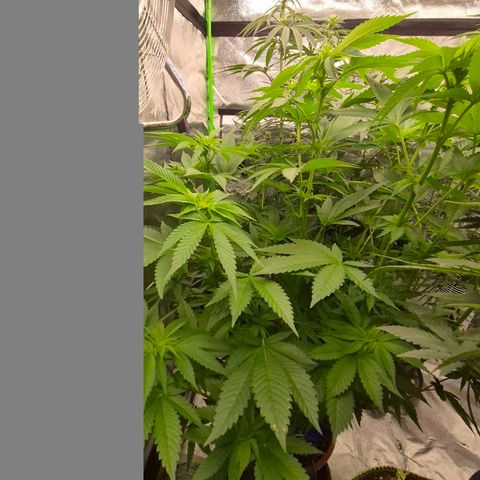 💚Bubba kush 🦝 (56-63 BT) growlog timeline photo