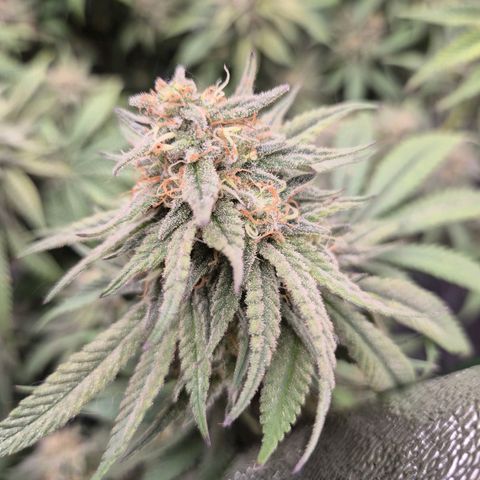 WTF- Königin Mimosa evo 👑👑👑 (65-70bt) growlog timeline photo