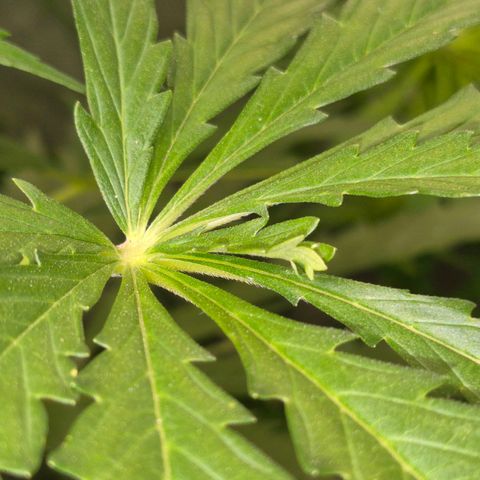 💚CHOCOLOPE 🍫 ☕️auto (56-63 BT) growlog photo: 2 extrablätter