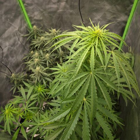 💚CHOCOLOPE 🍫 ☕️auto (56-63 BT) growlog photo: 2 extrablätter