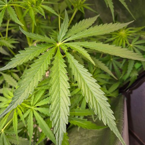 💚CHOCOLOPE 🍫 ☕️auto (56-63 BT) growlog photo: 2 extrablätter