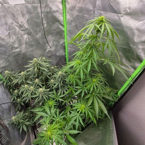 💚CHOCOLOPE 🍫 ☕️auto (56-63 BT) growlog photo: 2 extrablätter