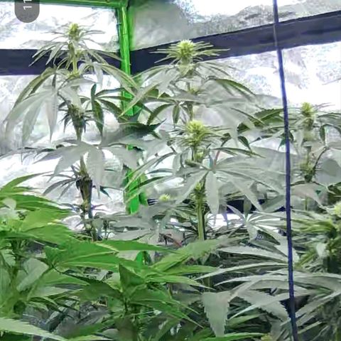 ICE 💚🧊 (63-70bt) growlog timeline photo