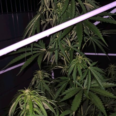 💚CHOCOLOPE 🍫 ☕️auto (56-63 BT) growlog photo: Ich denke ich hole sie mal rein, ist doch sehr nass draußen 