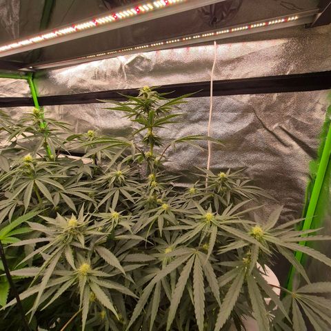 Ice cream cake 🍰 & permanent marker🖊(65-73bt) growlog timeline photo