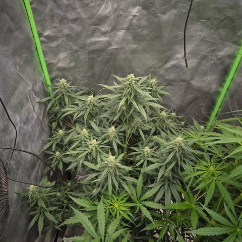 LSD auto (63-70 Tage ab Keimung) growlog timeline photo