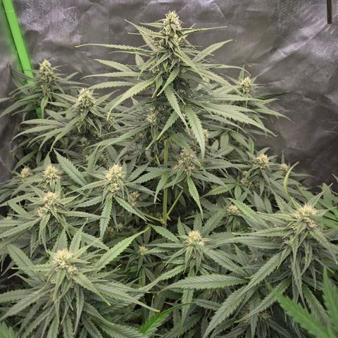 LSD auto (63-70 Tage ab Keimung) growlog timeline photo