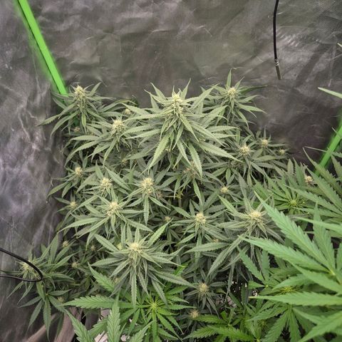 LSD auto (63-70 Tage ab Keimung) growlog timeline photo