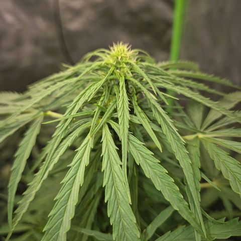 💚CHOCOLOPE 🍫 ☕️auto (56-63 BT) growlog timeline photo
