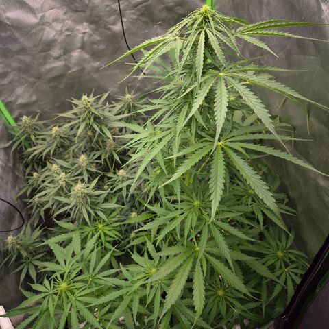 💚CHOCOLOPE 🍫 ☕️auto (56-63 BT) growlog timeline photo