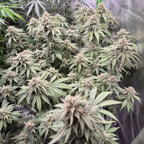 WTF- Königin Mimosa evo 👑👑👑 (65-70bt) growlog timeline photo