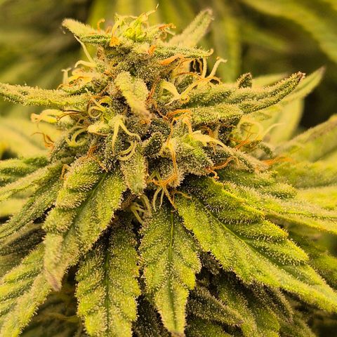 WTF- Königin Mimosa evo 👑👑👑 (65-70bt) growlog timeline photo