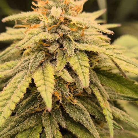 WTF- Königin Mimosa evo 👑👑👑 (65-70bt) growlog timeline photo