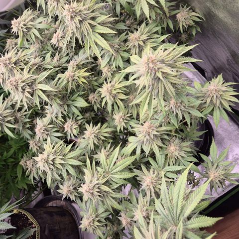 WTF- Königin Mimosa evo 👑👑👑 (65-70bt) growlog timeline photo