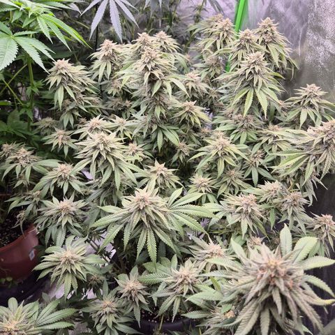 WTF- Königin Mimosa evo 👑👑👑 (65-70bt) growlog timeline photo