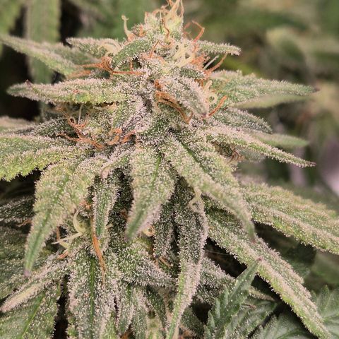 WTF- Königin Mimosa evo 👑👑👑 (65-70bt) growlog timeline photo
