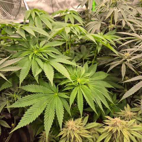 💚Bubba kush 🦝 (56-63 BT) growlog timeline photo
