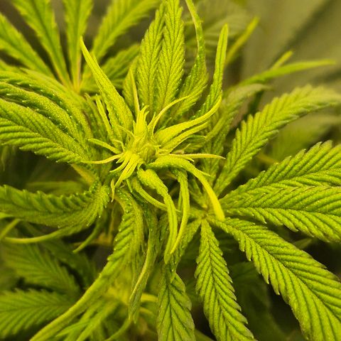 Mimosa evo stecki  🍊🍋🍍 (65-70bt) growlog timeline photo
