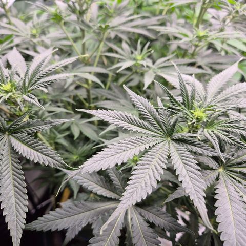 Tangerine dream 🌴 (60-65bt)  growlog timeline photo