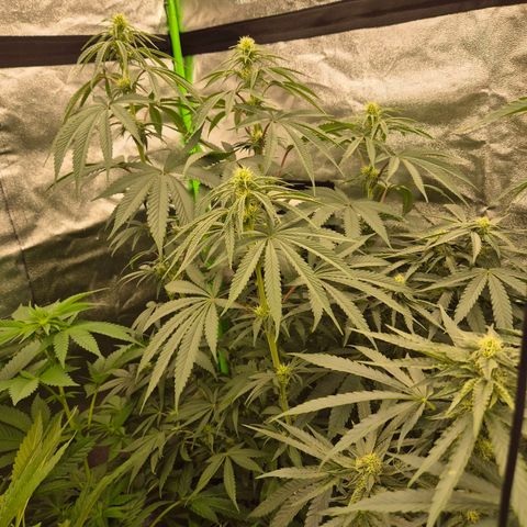 ICE 💚🧊 (63-70bt) growlog timeline photo