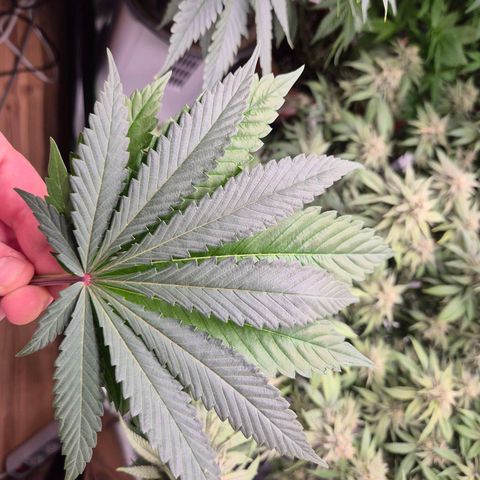 ICE 💚🧊 (63-70bt) growlog timeline photo