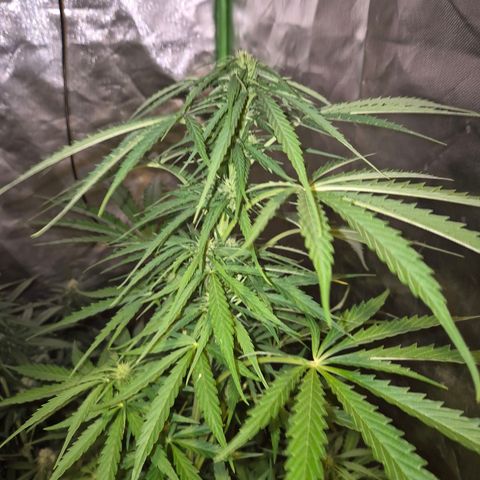 💚CHOCOLOPE 🍫 ☕️auto (56-63 BT) growlog timeline photo