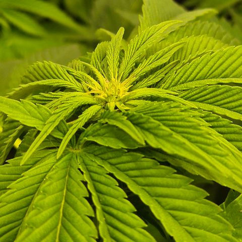 💚Bubba kush 🦝 (56-63 BT) growlog timeline photo