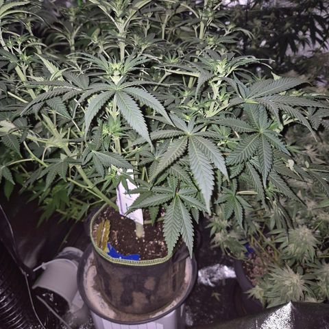 Tangerine dream 🌴 (60-65bt)  growlog timeline photo