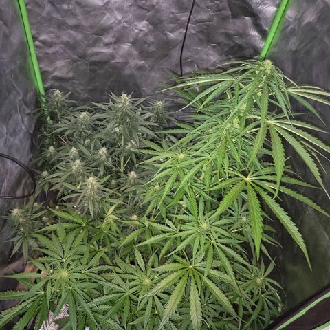 💚CHOCOLOPE 🍫 ☕️auto (56-63 BT) growlog timeline photo
