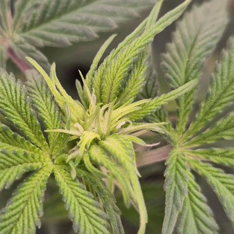 Mimosa evo stecki  🍊🍋🍍 (65-70bt) growlog timeline photo