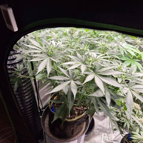Tangerine dream 🌴 (60-65bt)  growlog timeline photo