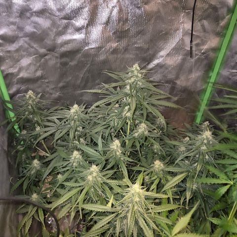 LSD auto (63-70 Tage ab Keimung) growlog timeline photo