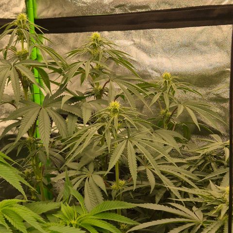 ICE 💚🧊 (63-70bt) growlog timeline photo