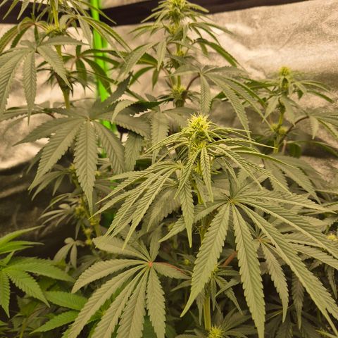 ICE 💚🧊 (63-70bt) growlog timeline photo
