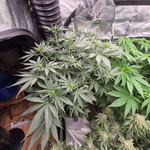 Tangerine dream 🌴 (60-65bt)  growlog timeline photo