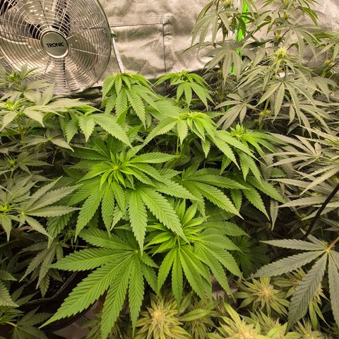 💚Bubba kush 🦝 (56-63 BT) growlog timeline photo